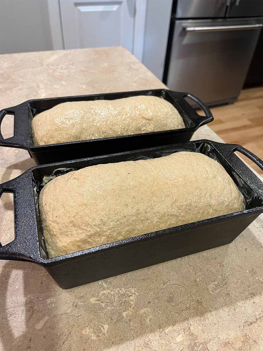 Fresh milled flour sandwich bread dough after second rise in loaf pans, ready to bake